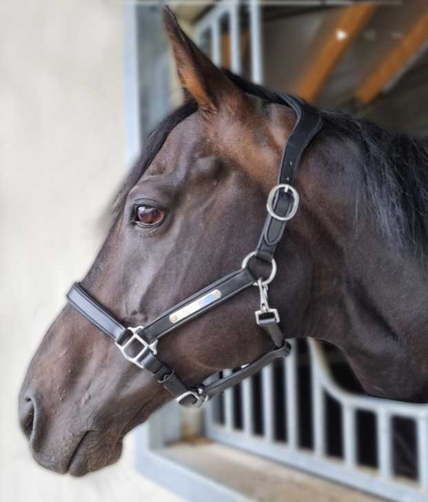 El Sur Weltstar-Portrait