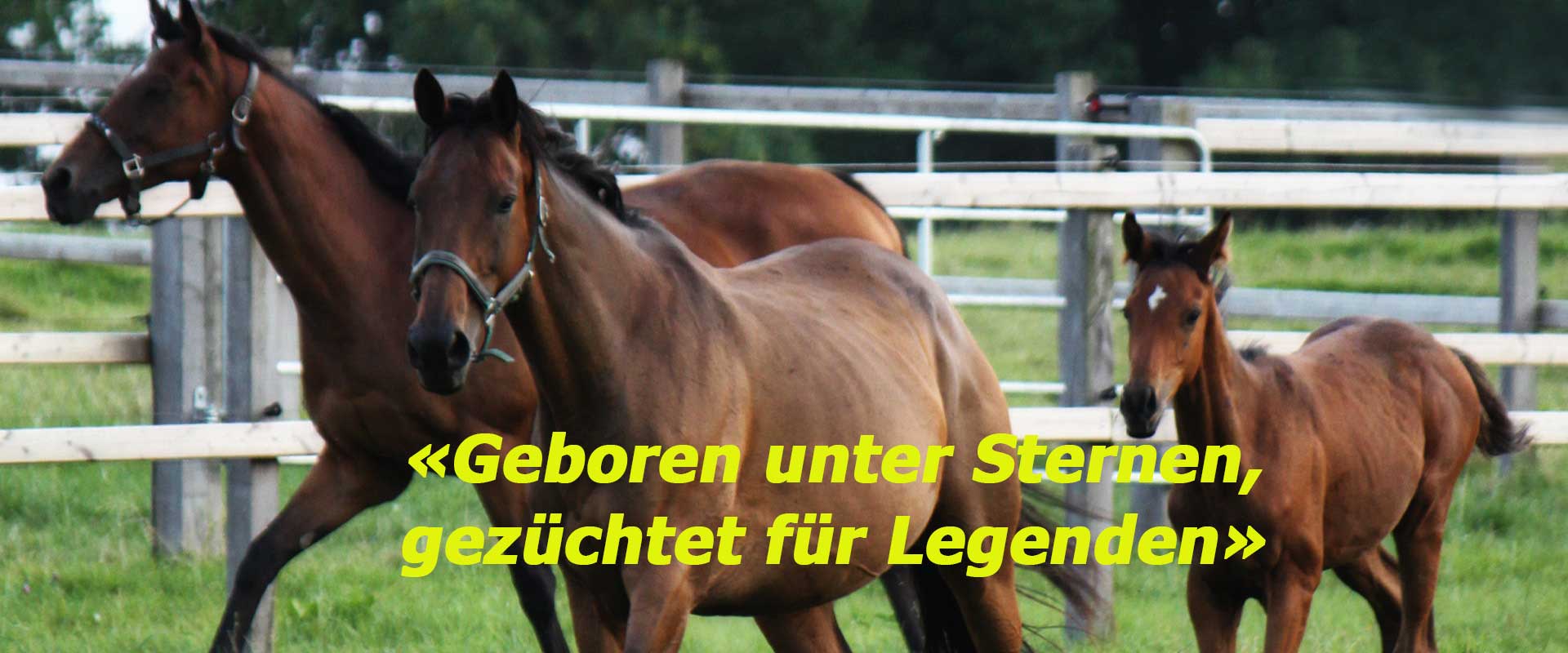 El Sur Stuten mit Fohlen